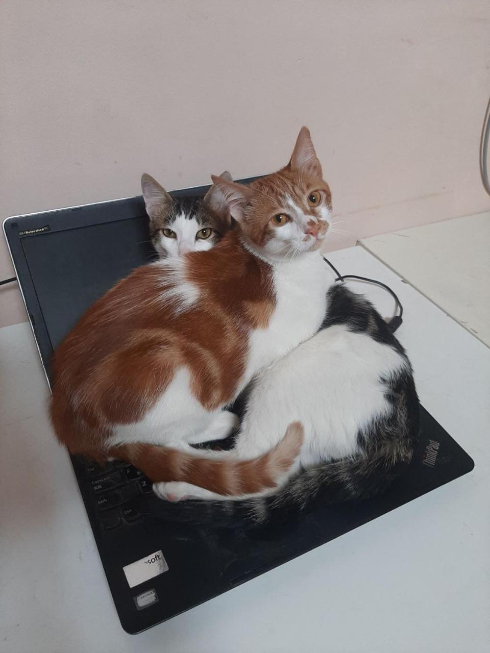 Everyday Cat Hostel Batumi Ngoại thất bức ảnh