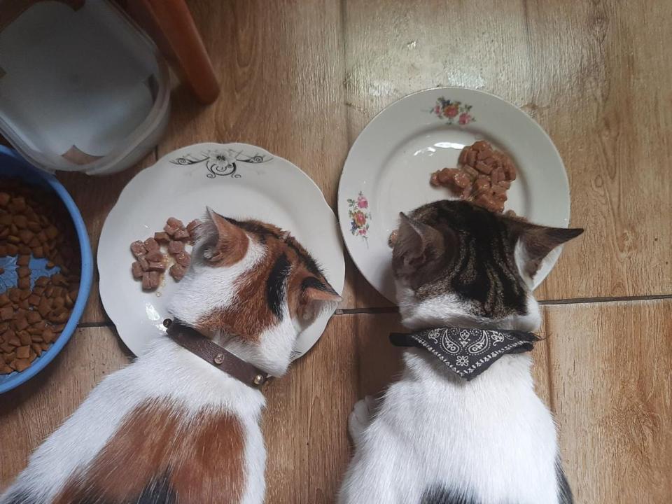 Everyday Cat Hostel Batumi Ngoại thất bức ảnh