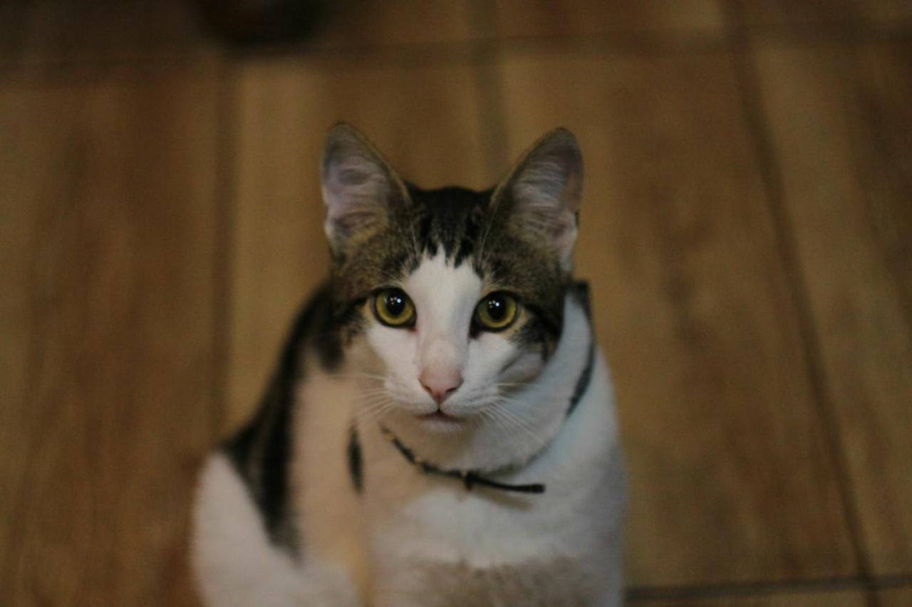 Everyday Cat Hostel Batumi Ngoại thất bức ảnh