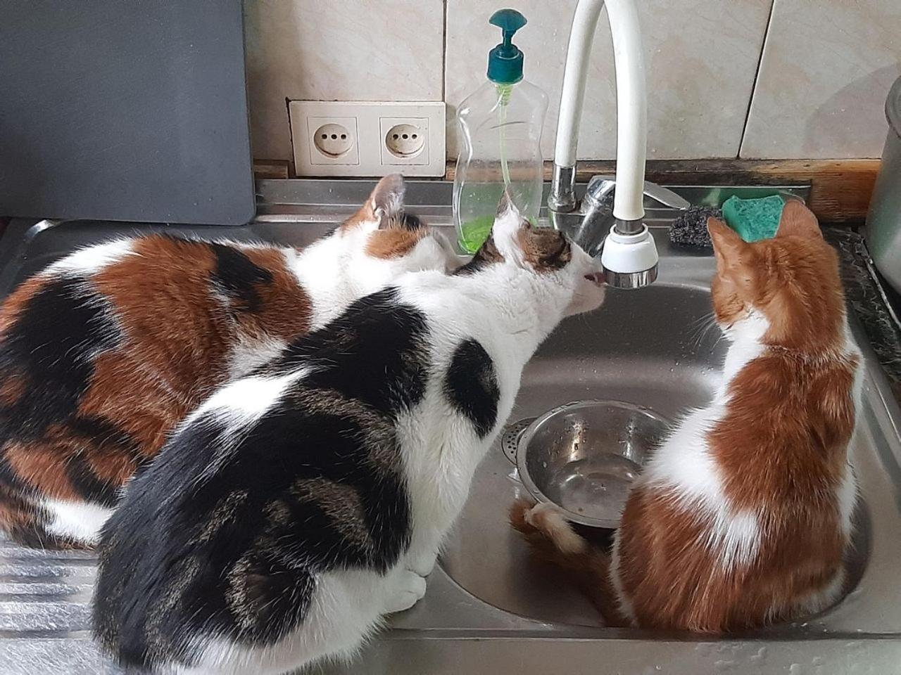 Everyday Cat Hostel Batumi Ngoại thất bức ảnh