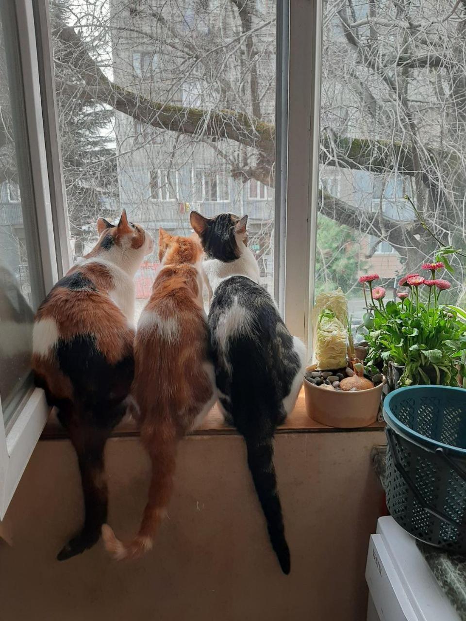 Everyday Cat Hostel Batumi Ngoại thất bức ảnh