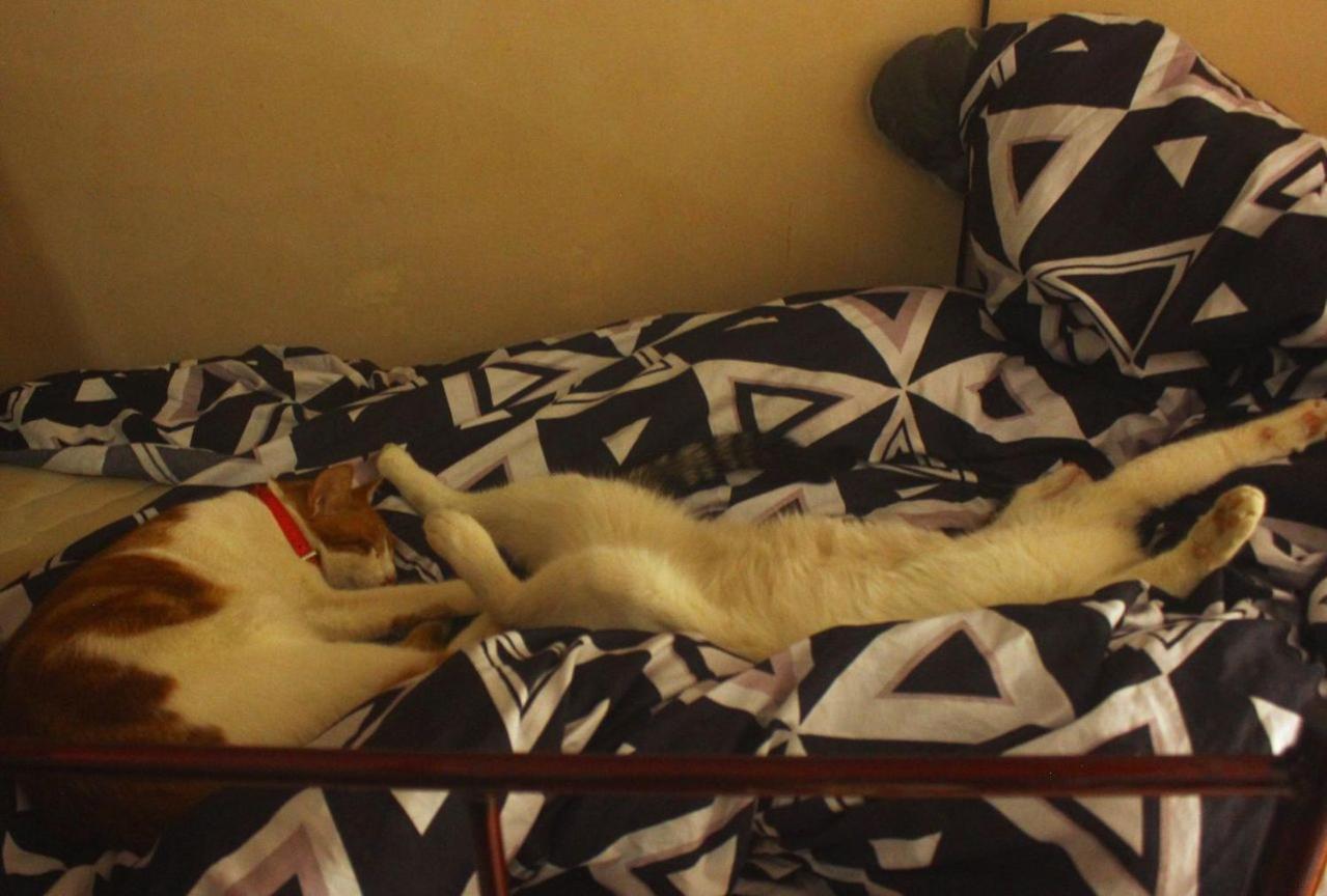 Everyday Cat Hostel Batumi Ngoại thất bức ảnh