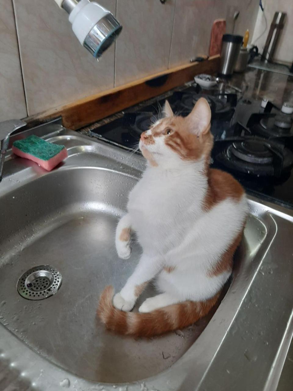 Everyday Cat Hostel Batumi Ngoại thất bức ảnh